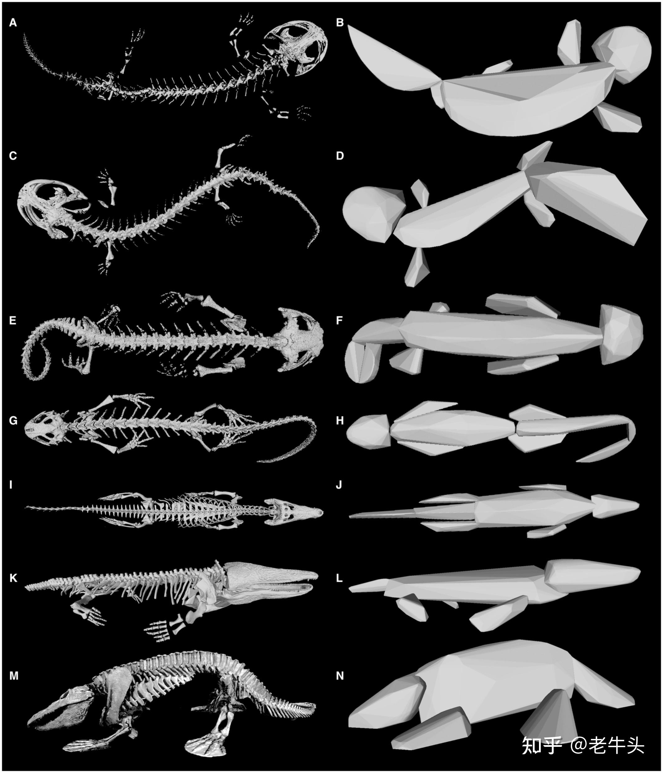 古生物新闻(2022年11月7日-11月20日) - 知乎