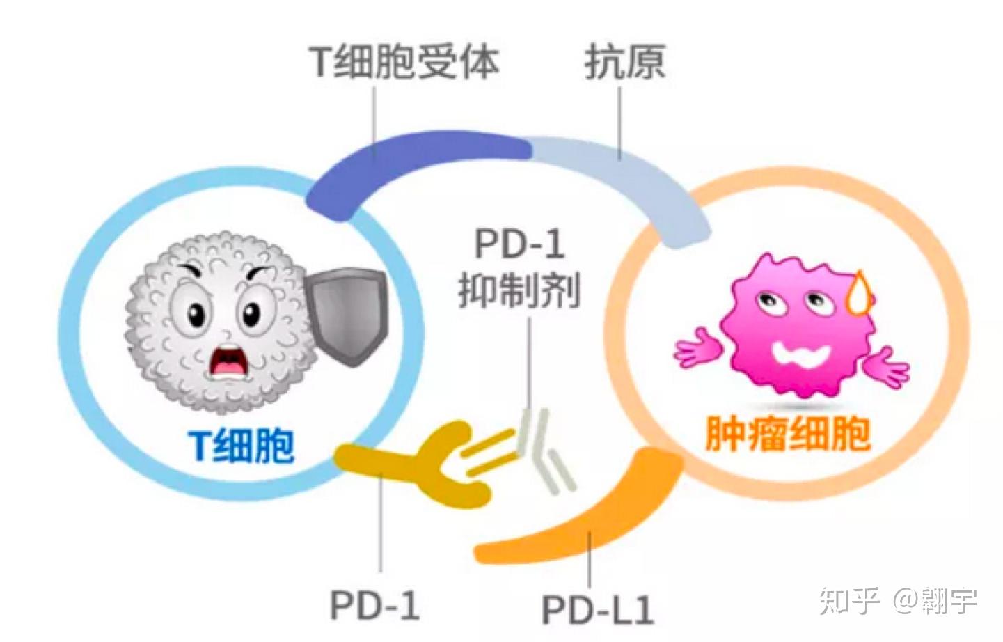 四,pd-1/pd-l1免疫治療的作用機制