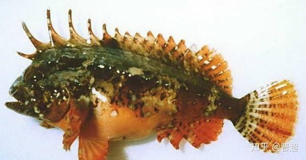 老虎鱼(背腹刺有毒)石崇鱼,背腹刺有毒石崇鱼,石头鱼,老虎鱼和另外一