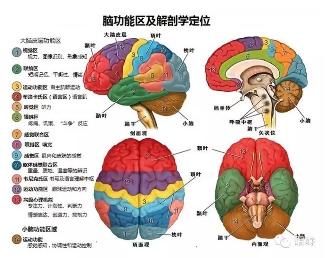 这张图讲述了人的大脑分区和每一个分区所掌管的功能