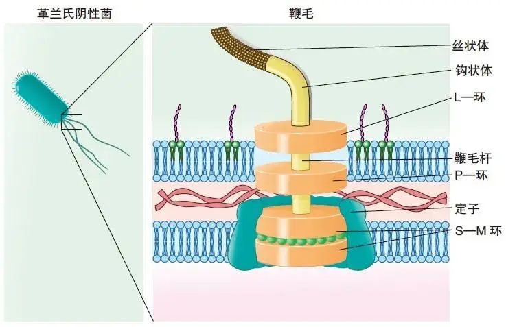 我国科学家发现细菌鞭毛马达及其结构,组件多如机器!