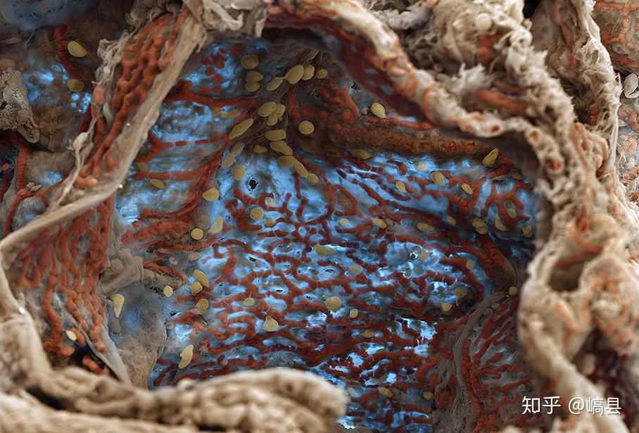 3. 肺泡毛细血管(alveolar capillaries)