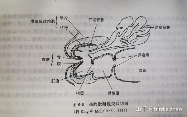 鸟类器官图图片