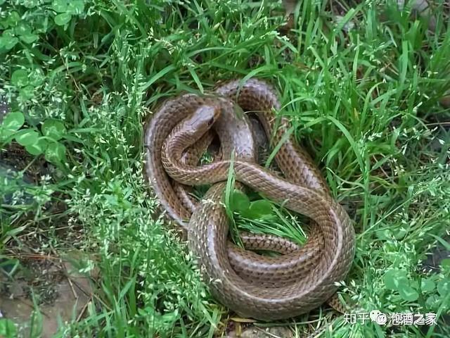 活蛇泡酒功效大但这几个点要注意