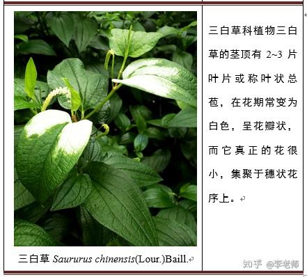 专业人士眼中的花有何不同 知乎