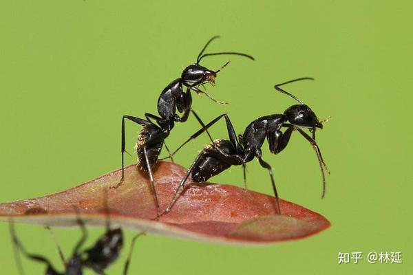 华福国际黄冈学府城每天为您的孩子讲一个心灵小故事第一篇