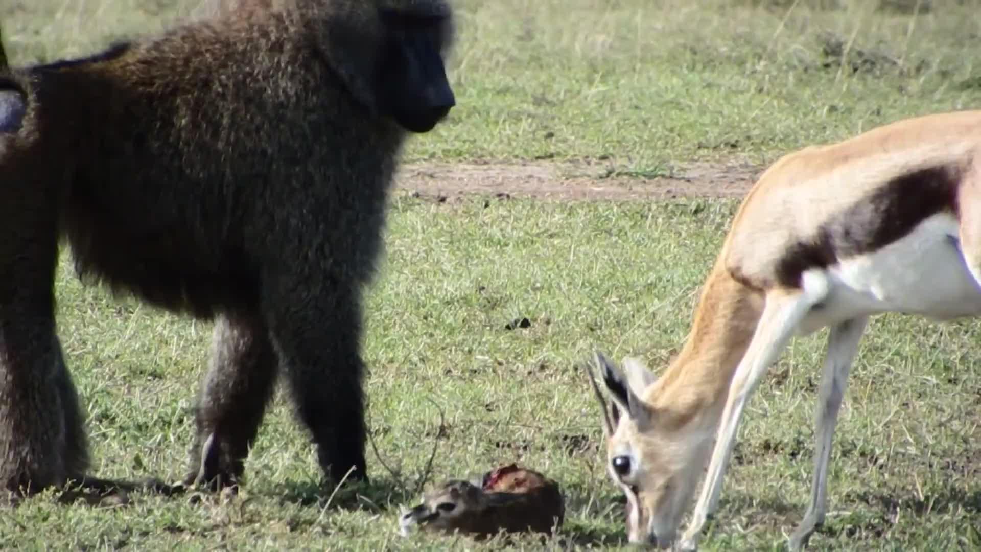 关于把动物超度为人要什么条件的信息