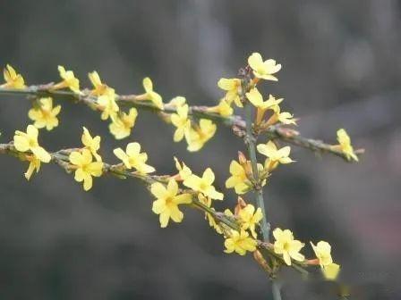 【植物界全系列】唇形目—木樨科(七):迎春花 - 知乎