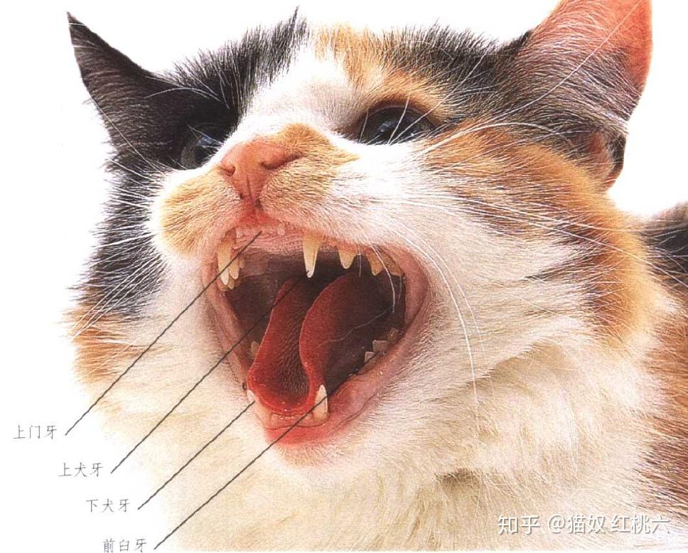 这两块肌肉不仅支持它的下颚,还在咬合猎物时提供巨大的力量,哪怕咬住