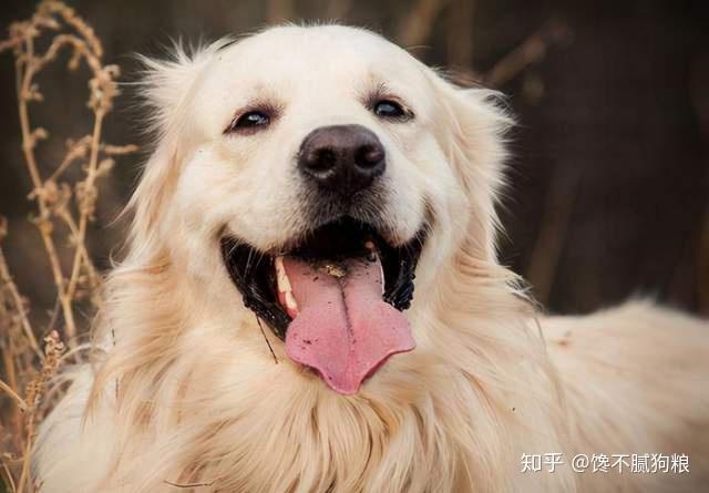 这6种狗狗,简直就像装了"马达"一样,跑多久都不累! - 知乎