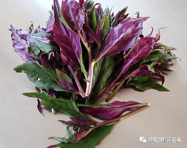 一家六口扫墓后误采毒草食用中毒,血皮菜化儿草傻傻分不清 - 知乎