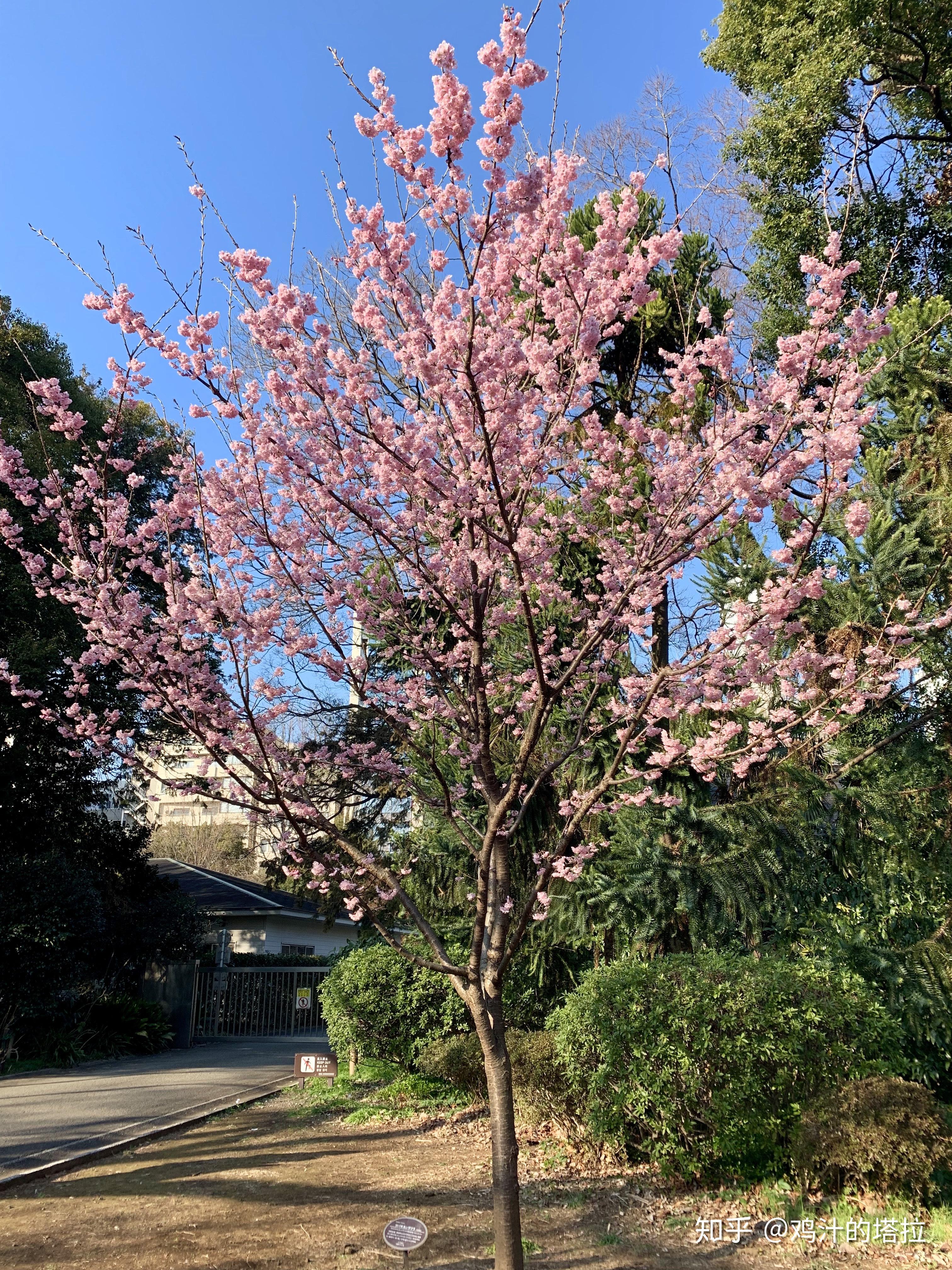 6个日本小众赏樱地，人更少，樱花更美！ - 知乎