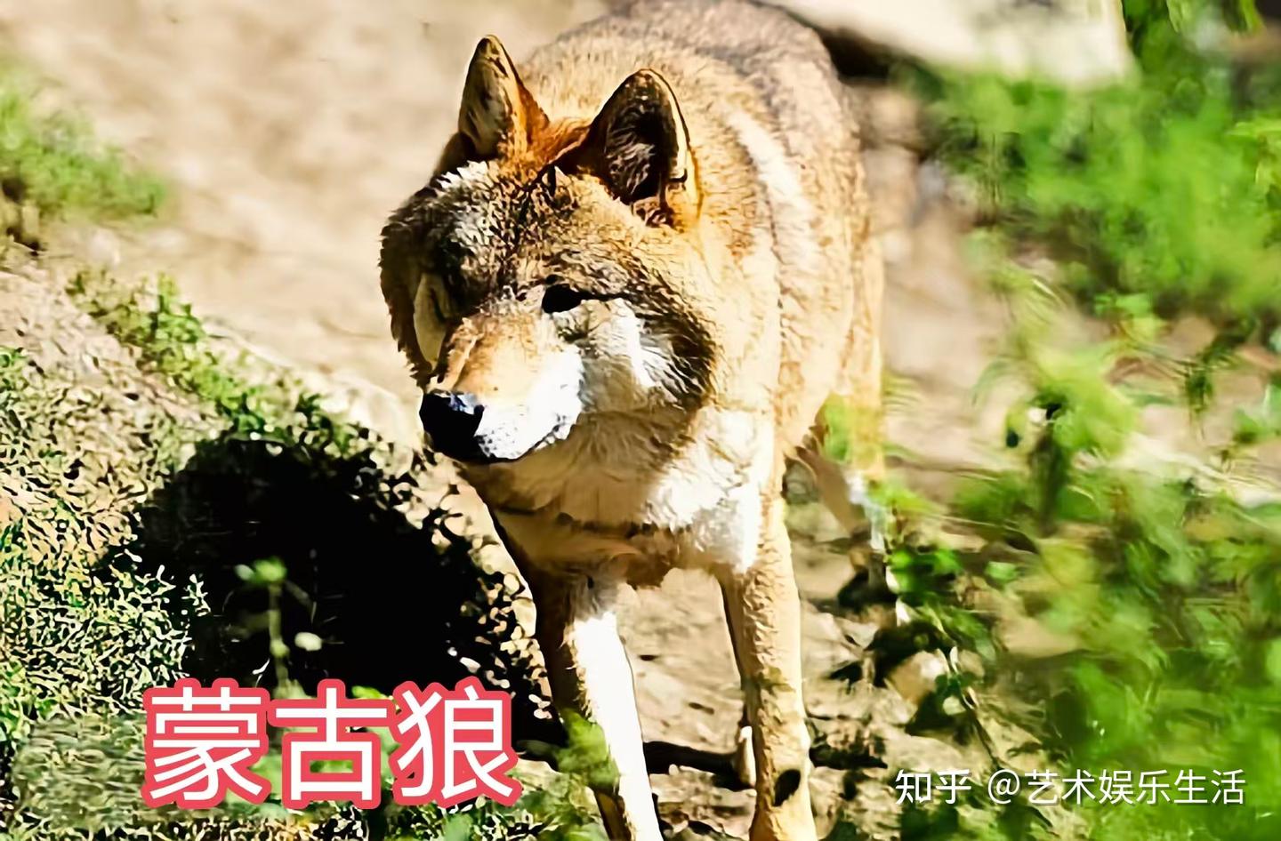 灰狼的40个亚种,它们曾经辉煌的生活在世界的各个角落 - 知乎