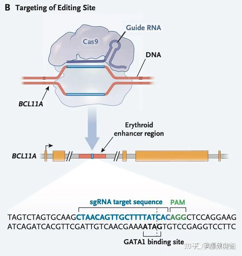 从gwas研究到第一个获批的crispr疗法–这些是你需要了解的