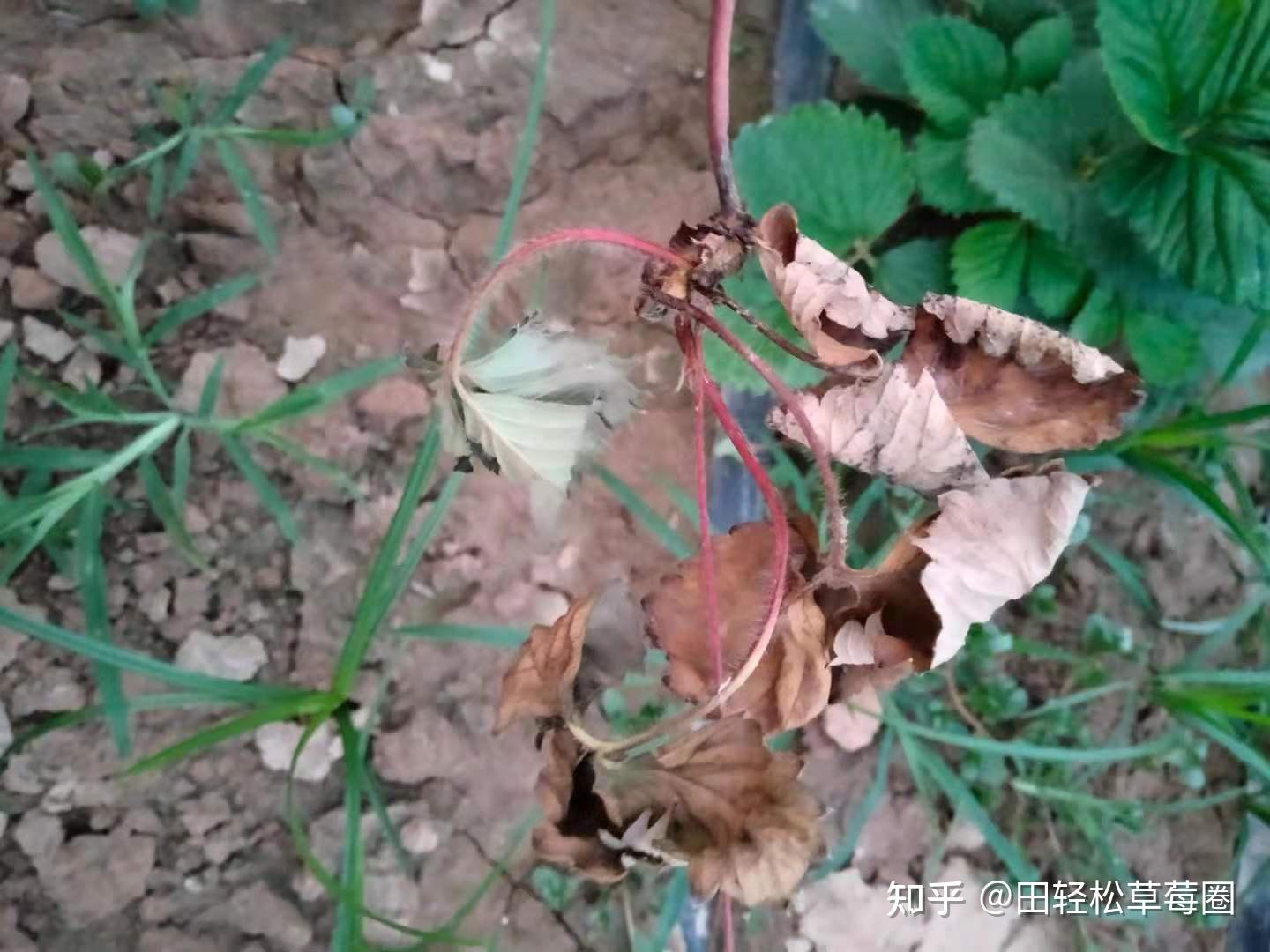 草莓发黑是啥病是黑斑病吗如何防治用什么药好来草莓圈
