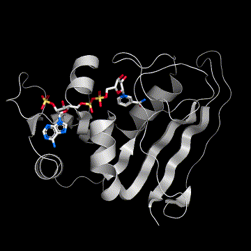 Pymol_movie - 知乎