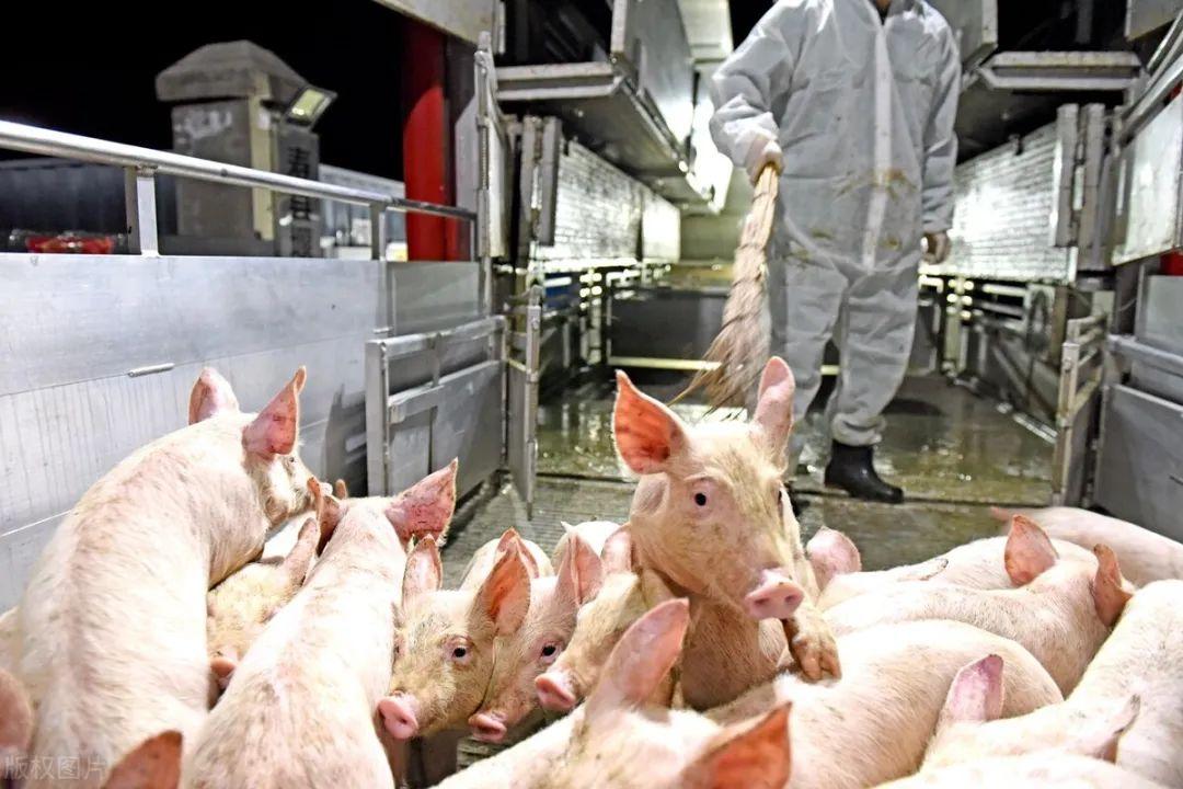 你真的会给猪驱虫吗?这3点务必要牢记,养猪人值得收藏!