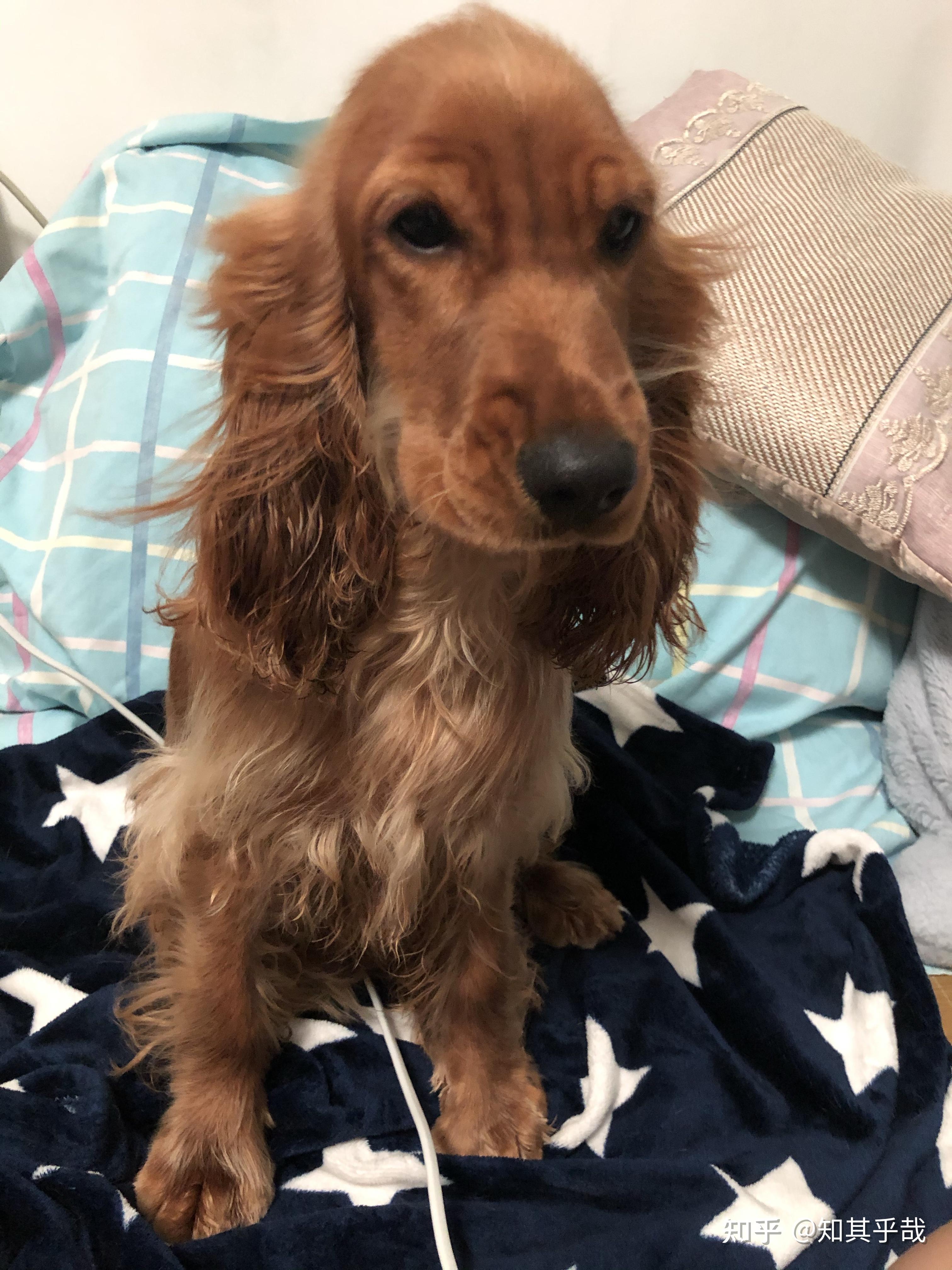 我家英国可卡从小到大的样子1