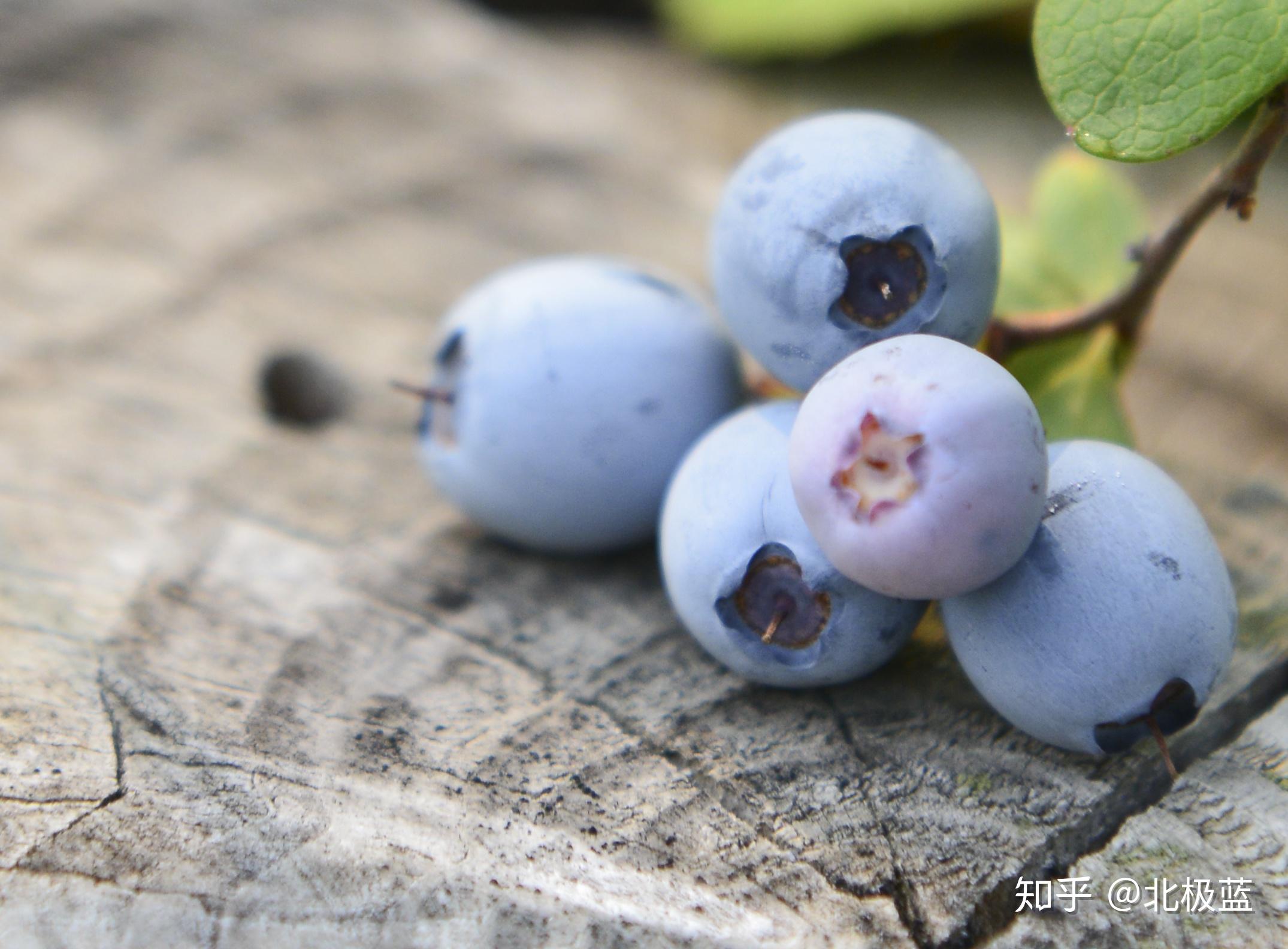 蓝莓的营养价值丰富，热量低，还有这6大好处 – 美豆芽健康饮食养生网