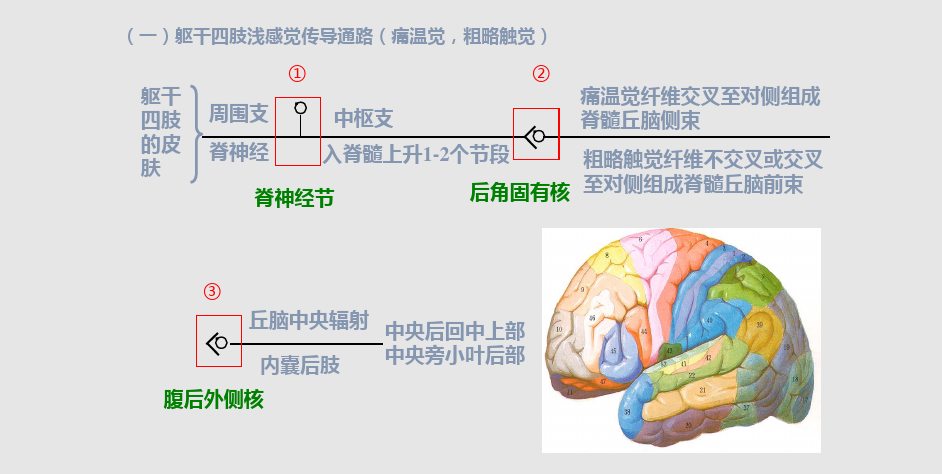 浅感觉传导路