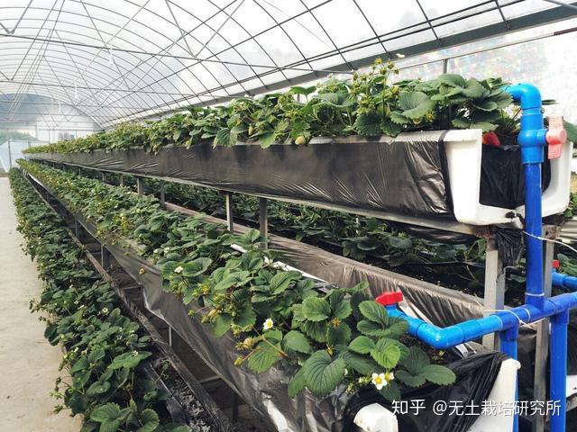 高架无土栽培草莓,这种模式效益不错