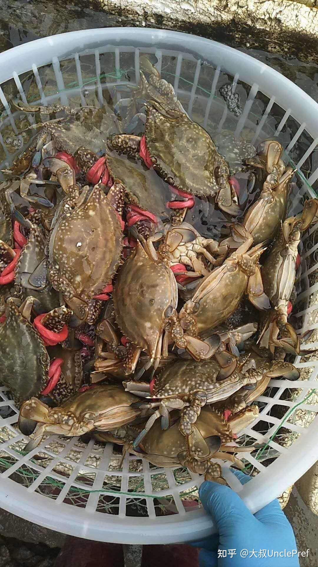 连云港海鲜之城 东临黄海 黄海海域大对虾 乌贼 梭子蟹 黄鱼 石蟹 皮