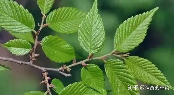 中药材:榆叶 - 知乎