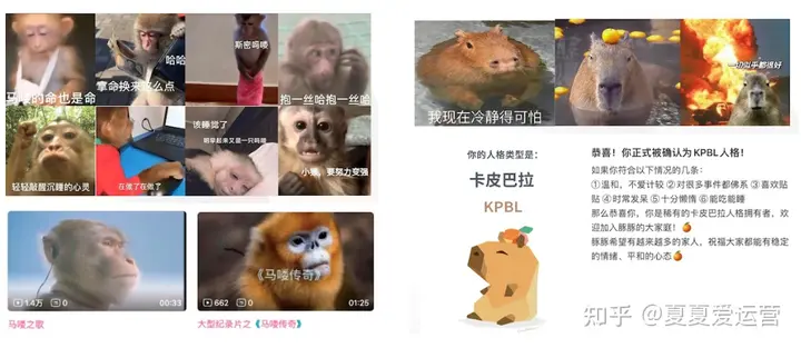 小红书数据分析：网红动物成为品牌新宠？