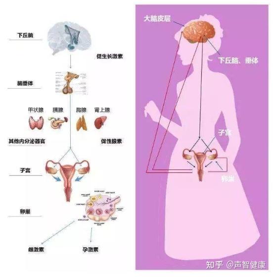 惨不忍睹!23岁女子赖床憋尿导致黄体破裂,盆腔积血达500毫升