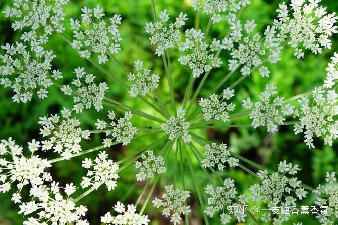 或者叫川芎,为伞形花科,这一科的植物多有特殊香味,比如常见的芹菜
