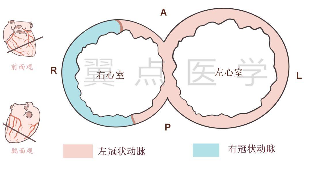 6%,左冠状动脉干较大,除发分支分布于左室膈面外,还越过房室交点和后