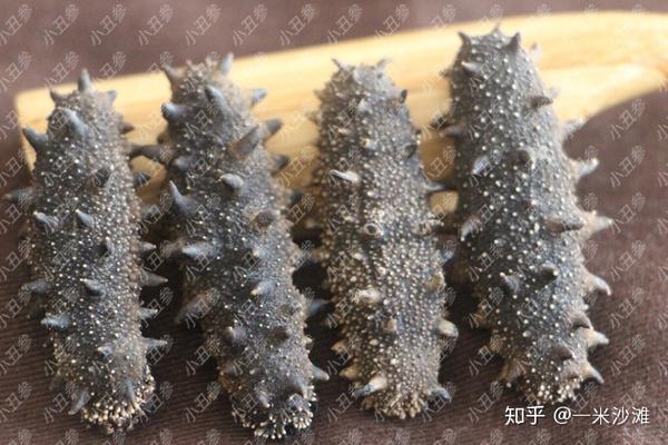 怎样通过外观鉴别海参品质? - 知乎