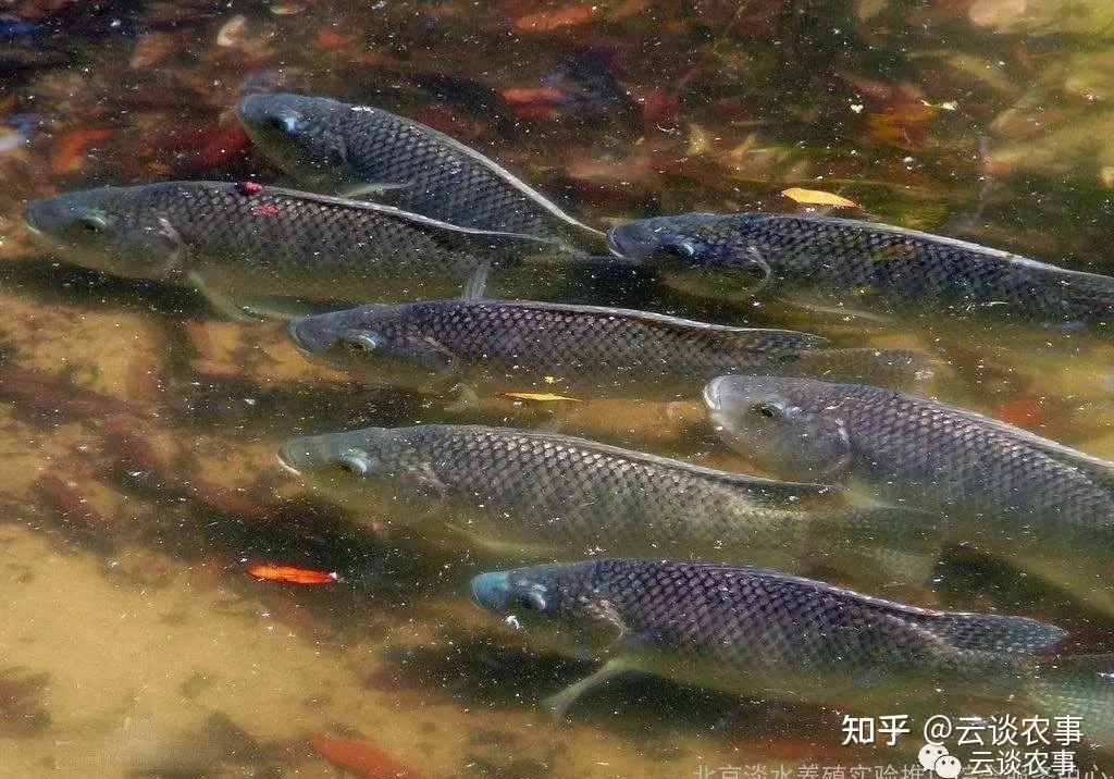 聊聊池塘養魚