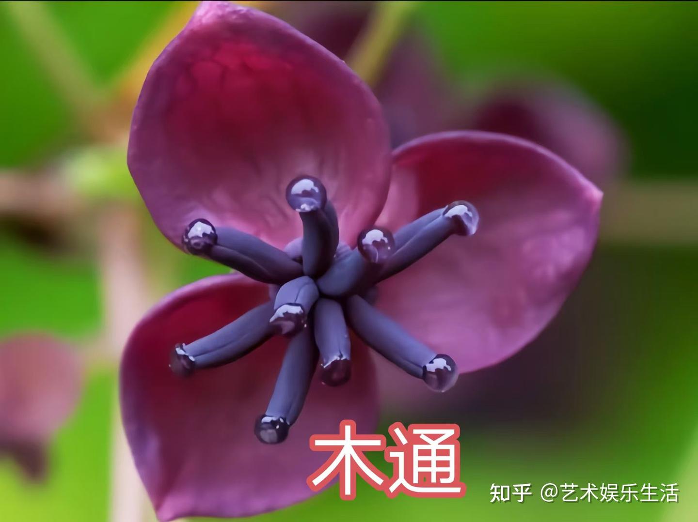 木通科的7种代表植物 - 知乎