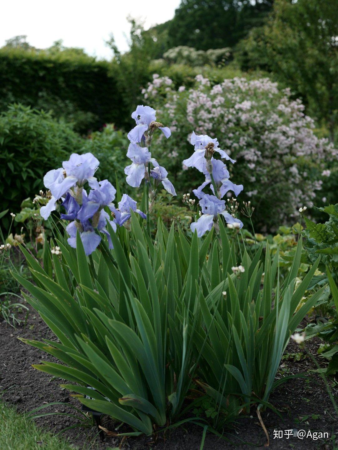 美出天际的德国鸢尾