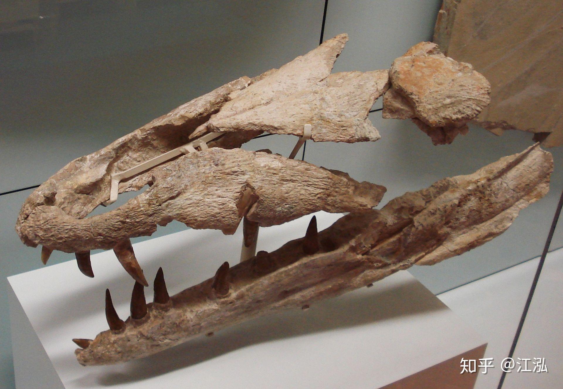 沧龙带动画 沙尼龙 鱼龙 鳄鱼进化 恐龙 游动的鱼龙 蛇颈龙 石炭纪 远古生物-cg模型免费下载-CG99