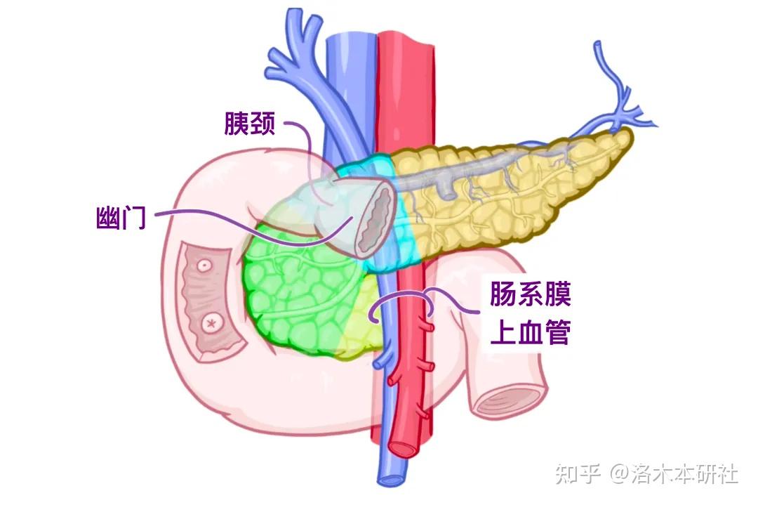 解剖学基础——腹部内脏篇(胰腺和脾脏) - 知乎