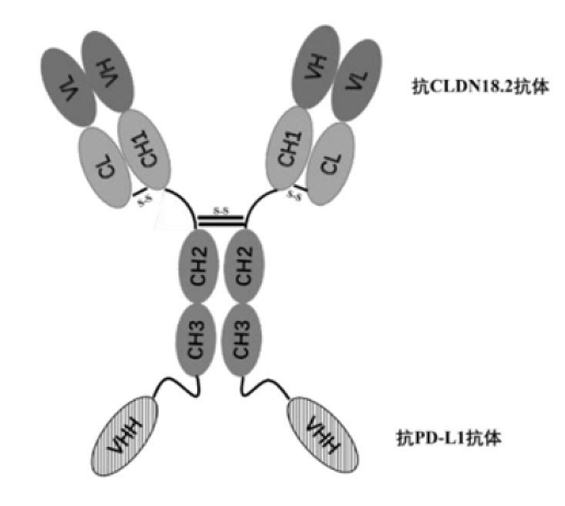 史上最简单的双抗Format：IgG-VHH - 知乎