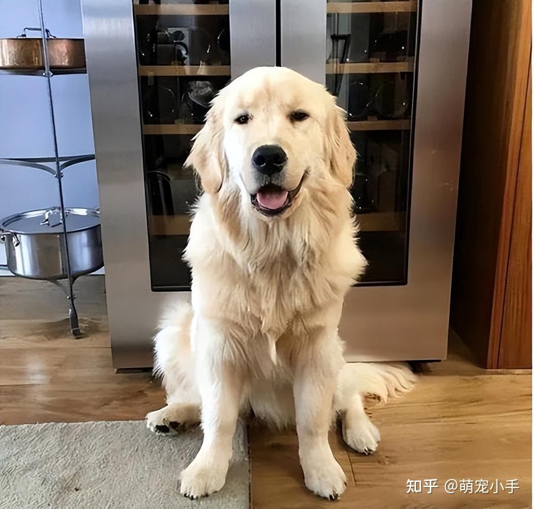 其实这也和金毛的性格有关系.