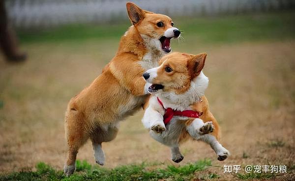 从狗狗这7个行为,可以看出它的“性格特点”,太准了! - 知乎