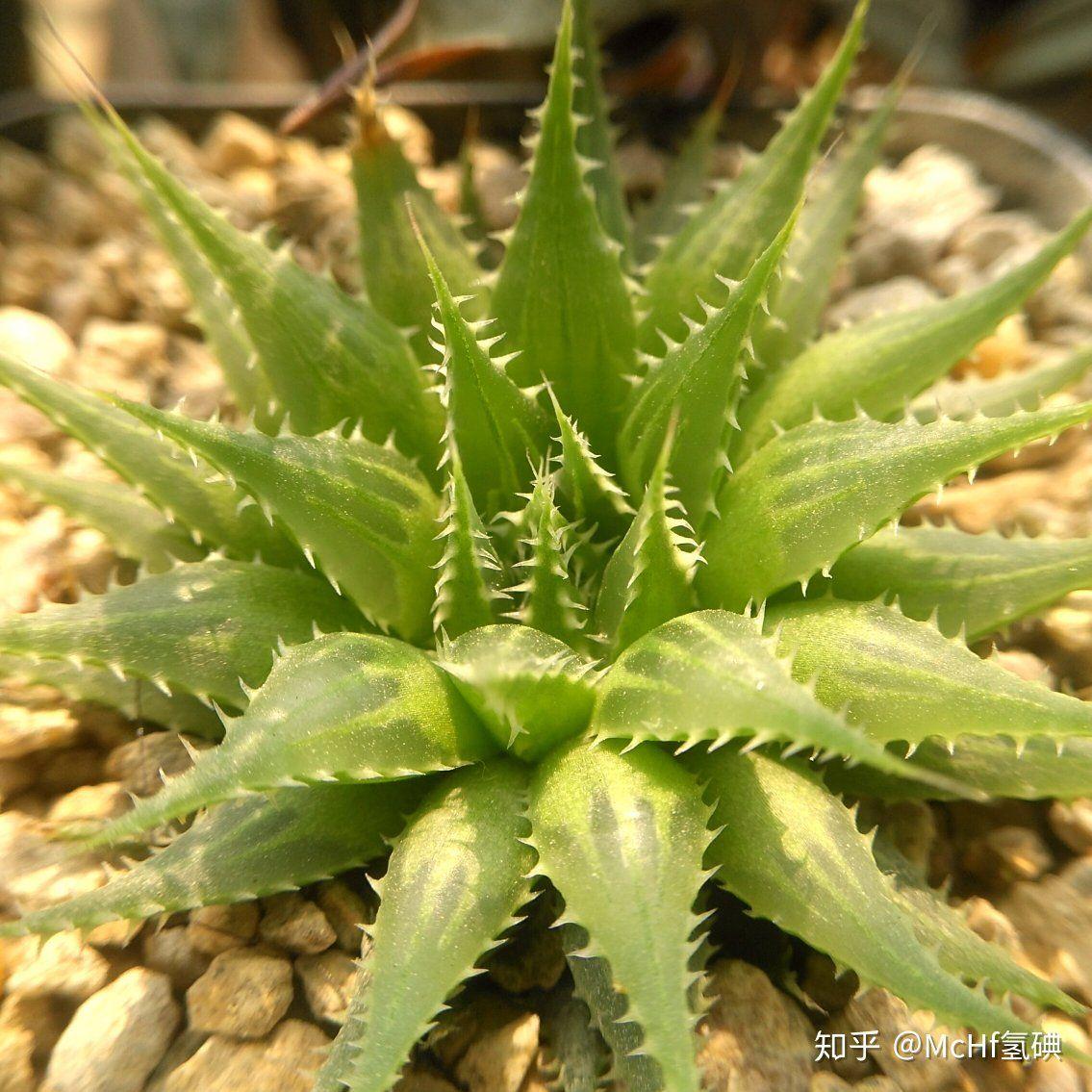 寿类十二卷图鉴·软叶篇 - 知乎