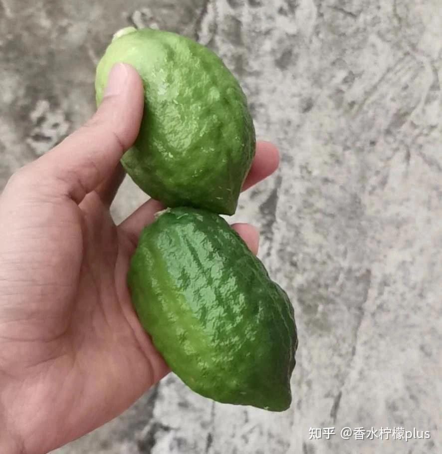 新树果?老树果? - 知乎