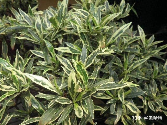 十大最美栀子花品种有哪些 - 知乎