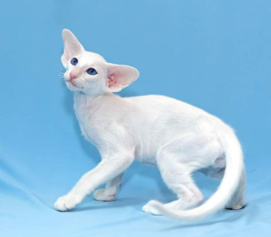 东方短毛猫颜色介绍~ - 知乎