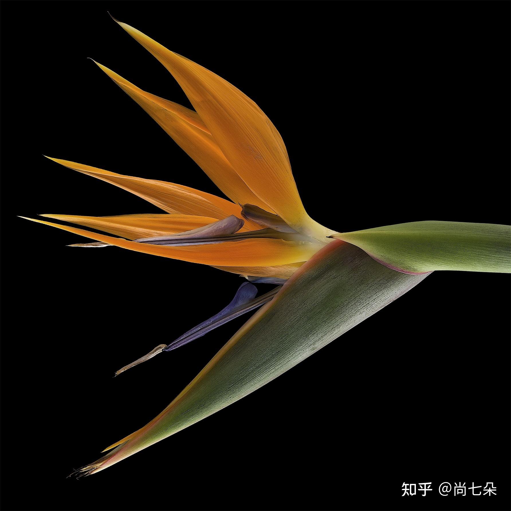 高清植物花卉微观摄影美术绘画素材图片保存第三组