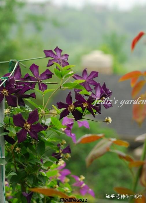 藤本皇后铁线莲图鉴