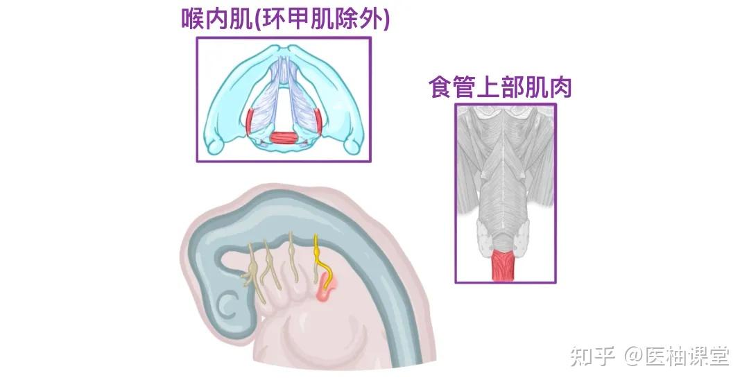 人体解剖学基础: 人体十二对颅神经 - 知乎
