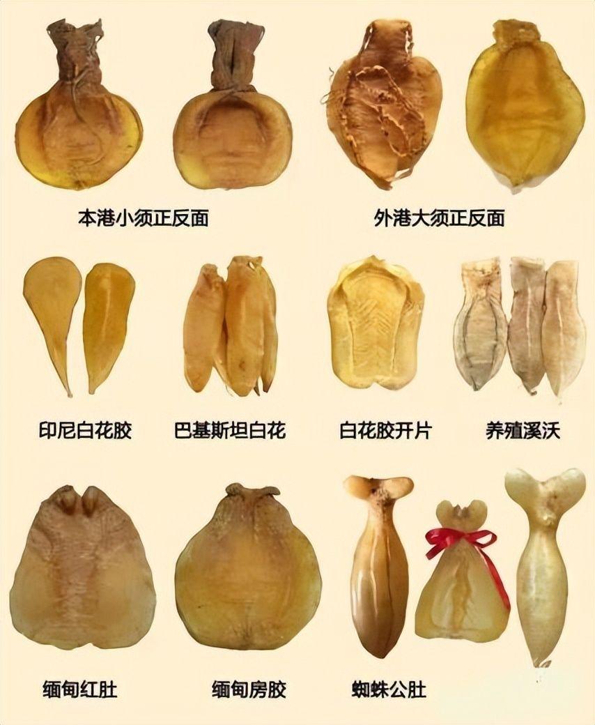 哪里的鱼胶最好世界排名第一的鱼胶竟然产自这里涨知识了