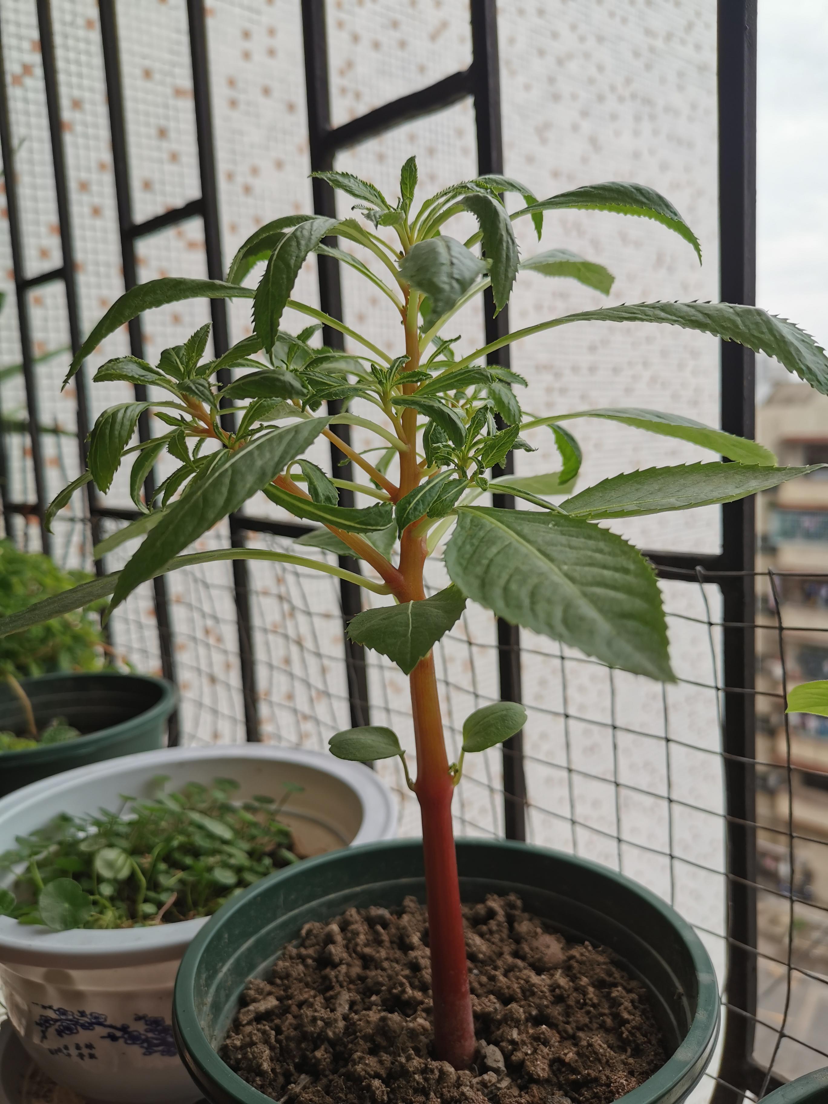 完结凤仙花的栽培日记