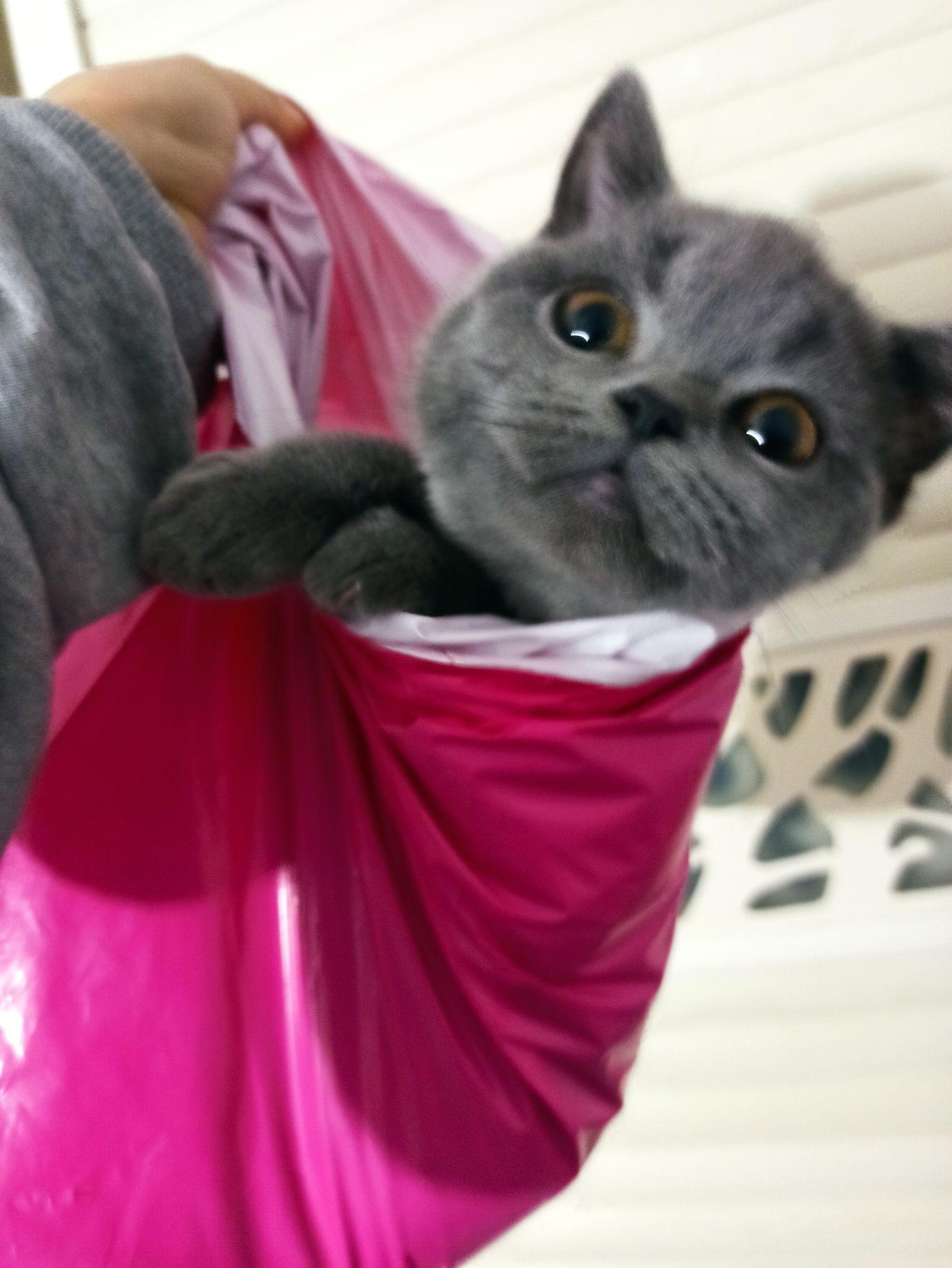 5.买了我的泡崽,泡芙(英短蓝猫)4.